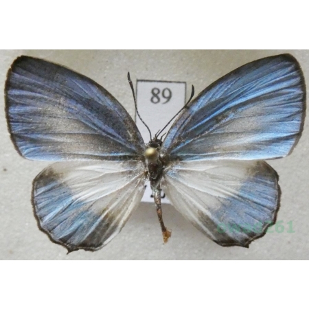 Jamides euchylas (Hübner, 1819) Indonesia, Ambon89